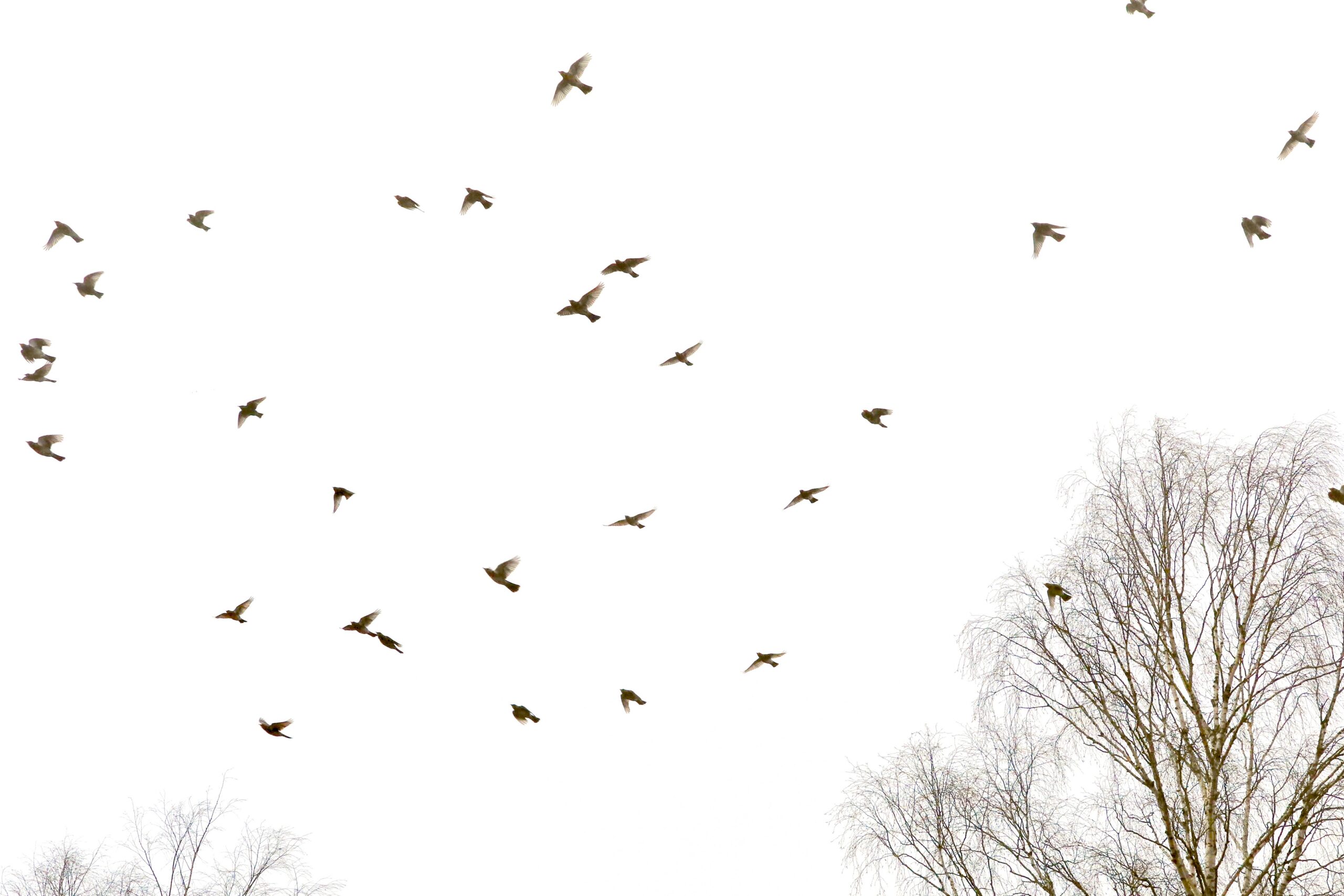 Hallrästad ja kuldnokad