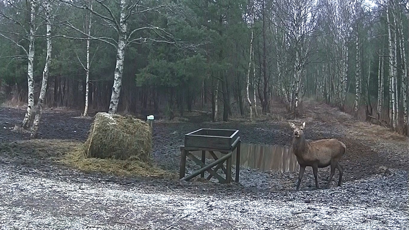 Äsja sarved heitnud hirvepull