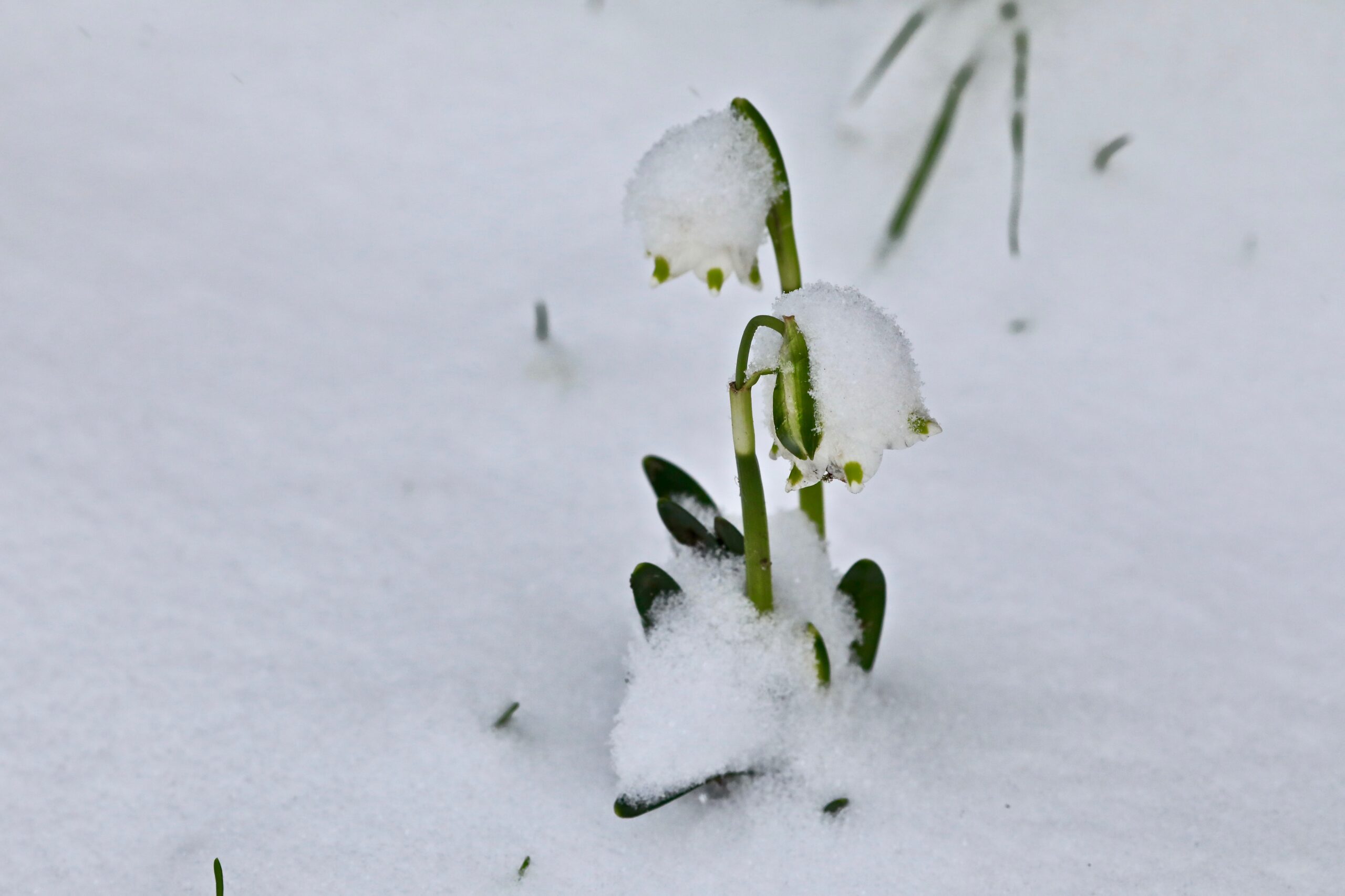 Märtsikellukesed lumevaiba all