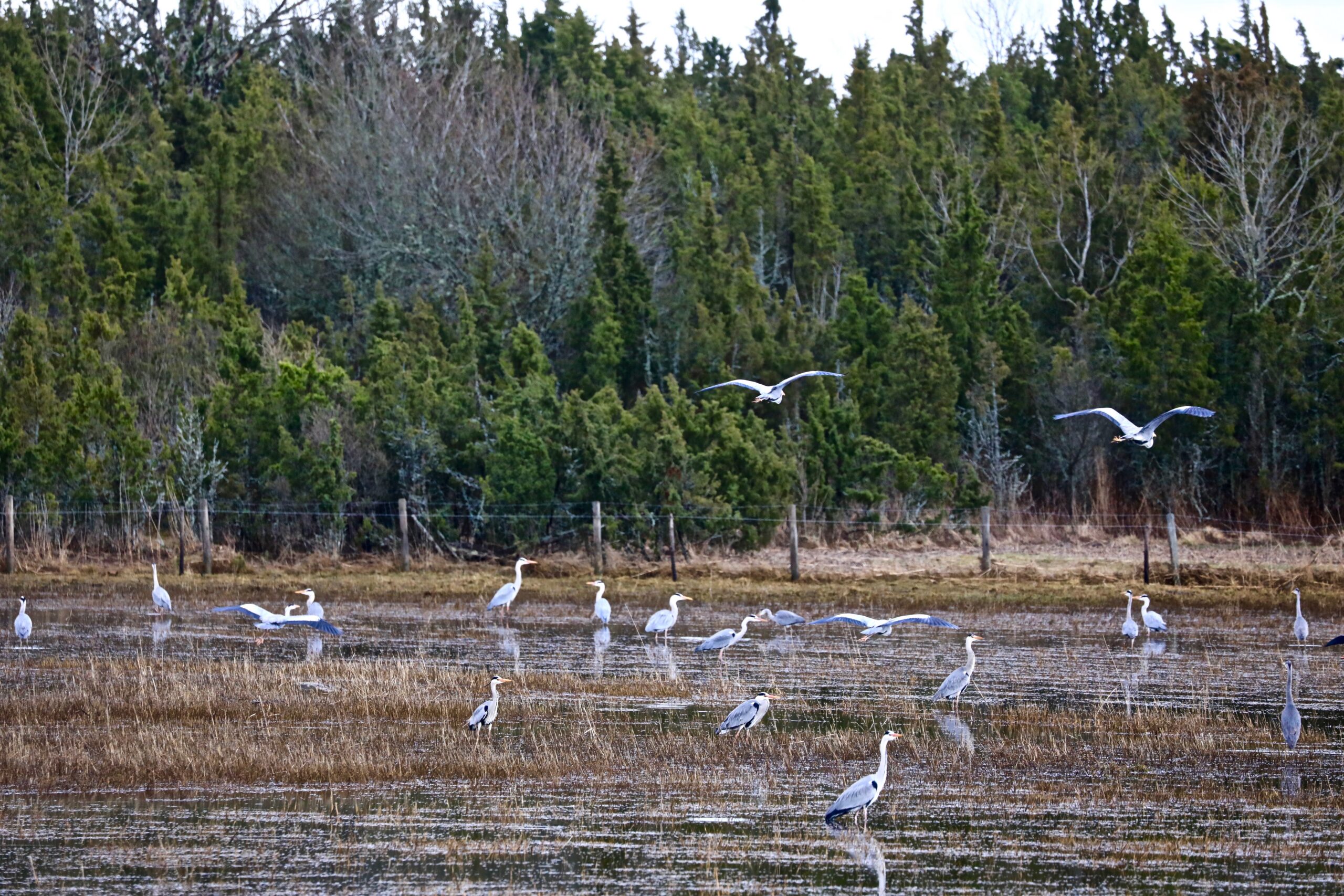 Hallhaigrud Hallhaigrud