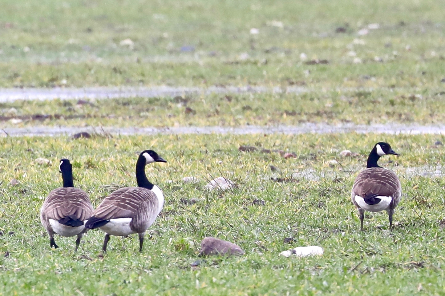 Kanada lagled Kanada lagled