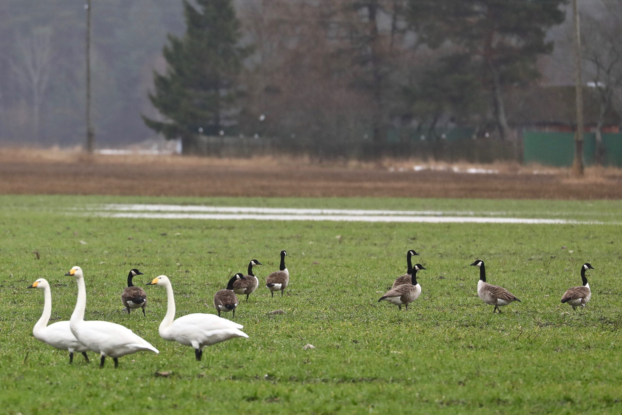 Kanada lagled ja laululuiged Kanaga lageld ja laululuiged