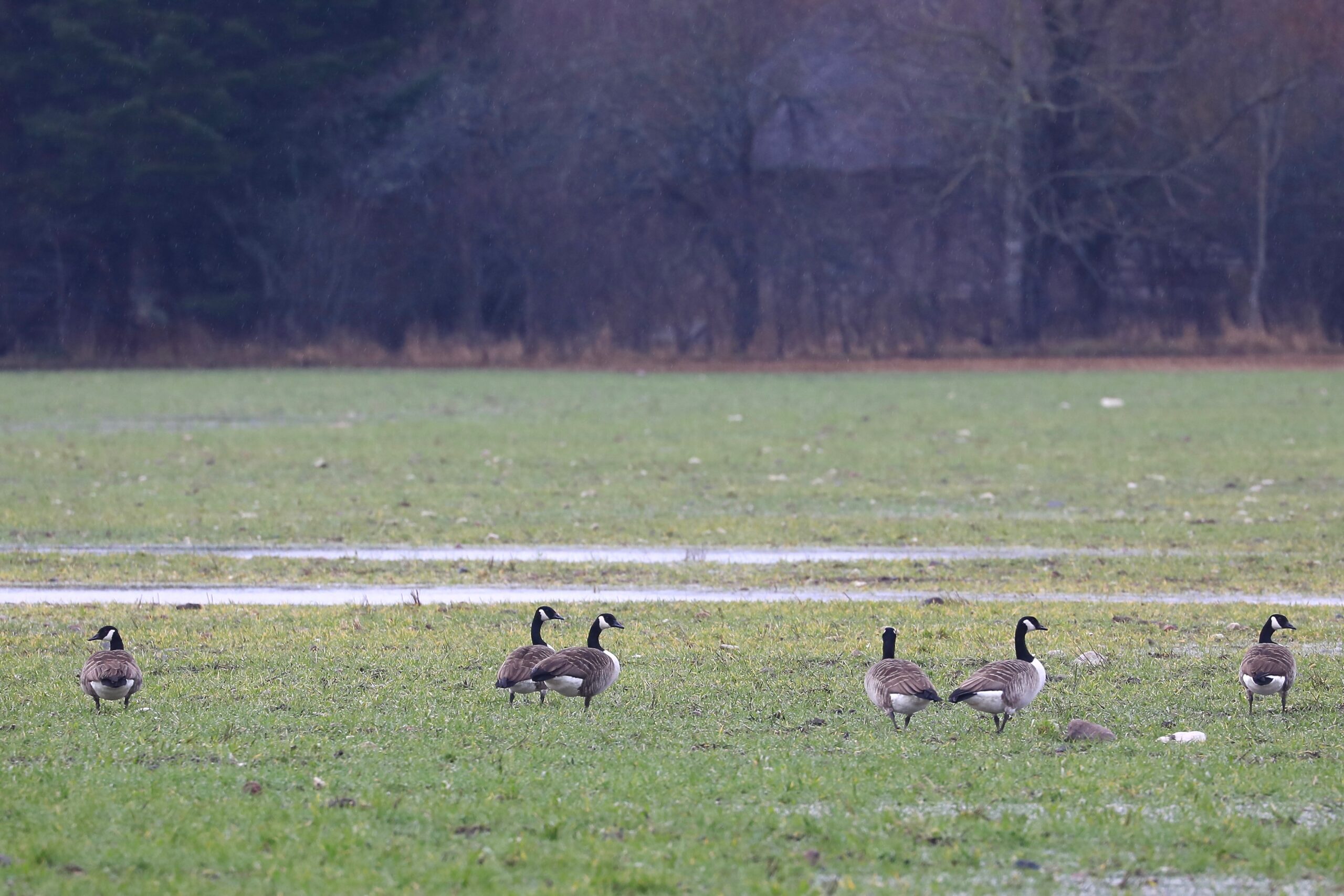 Kanada lagled Kanada lagled