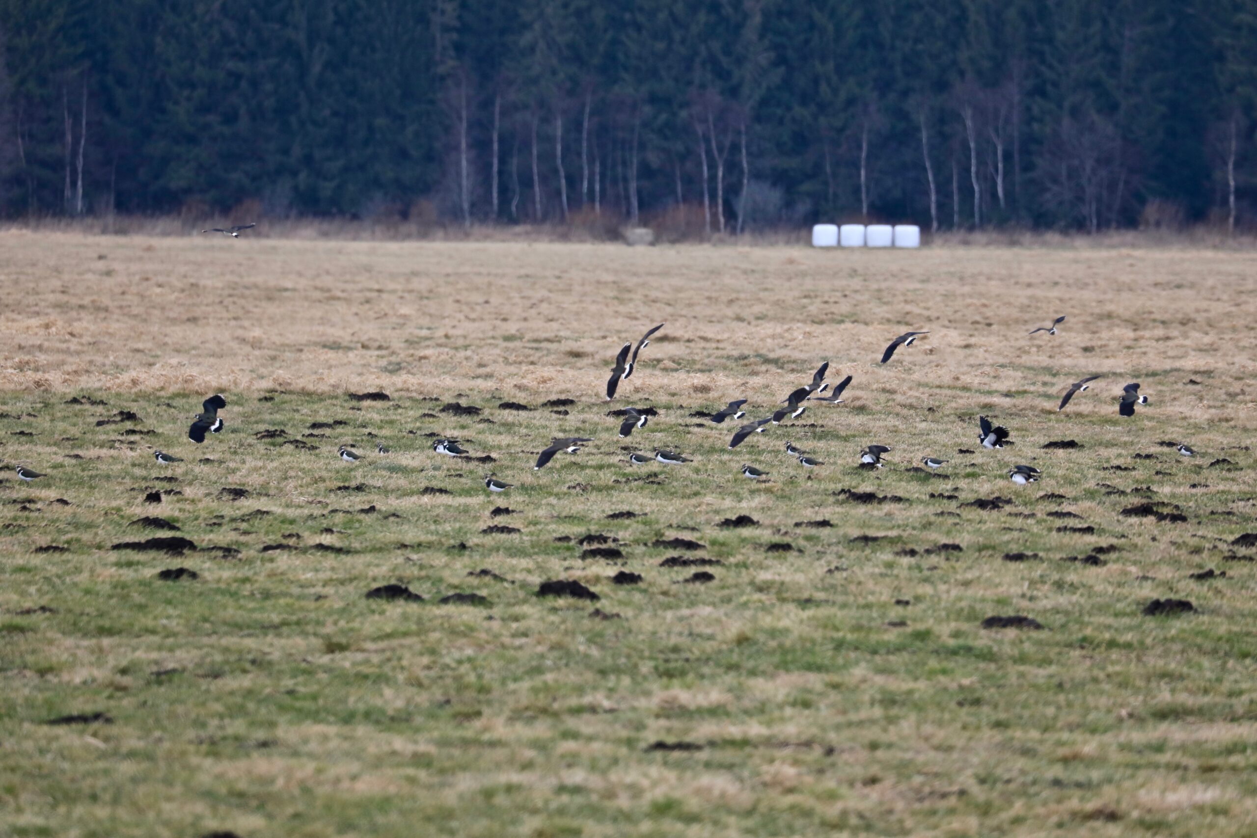 Kiivitajate parv Kiivitajate parv põllul