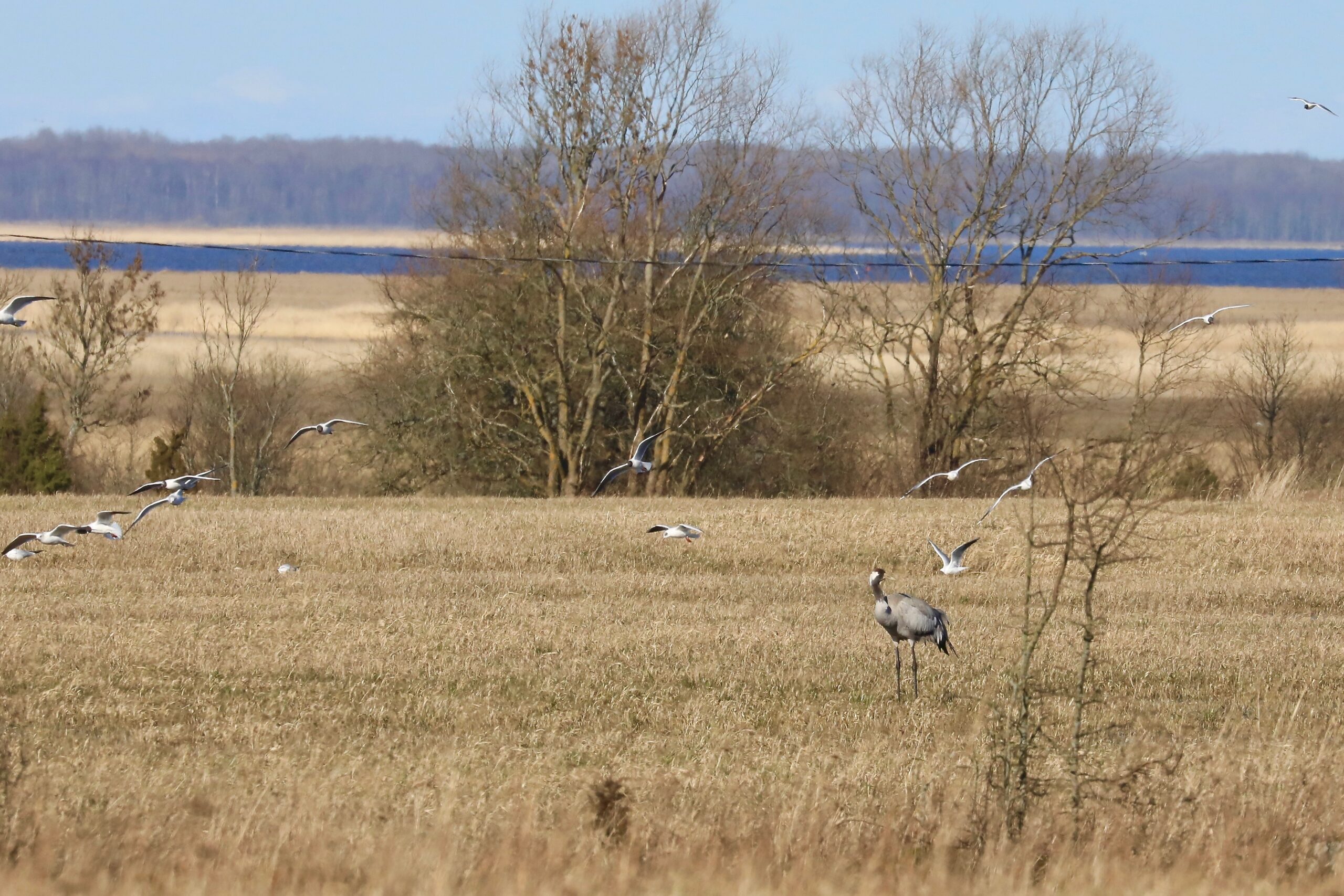 Naerukajakad ja sookurg