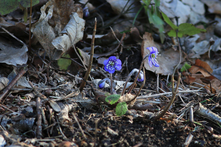 Õitsevad sinililled