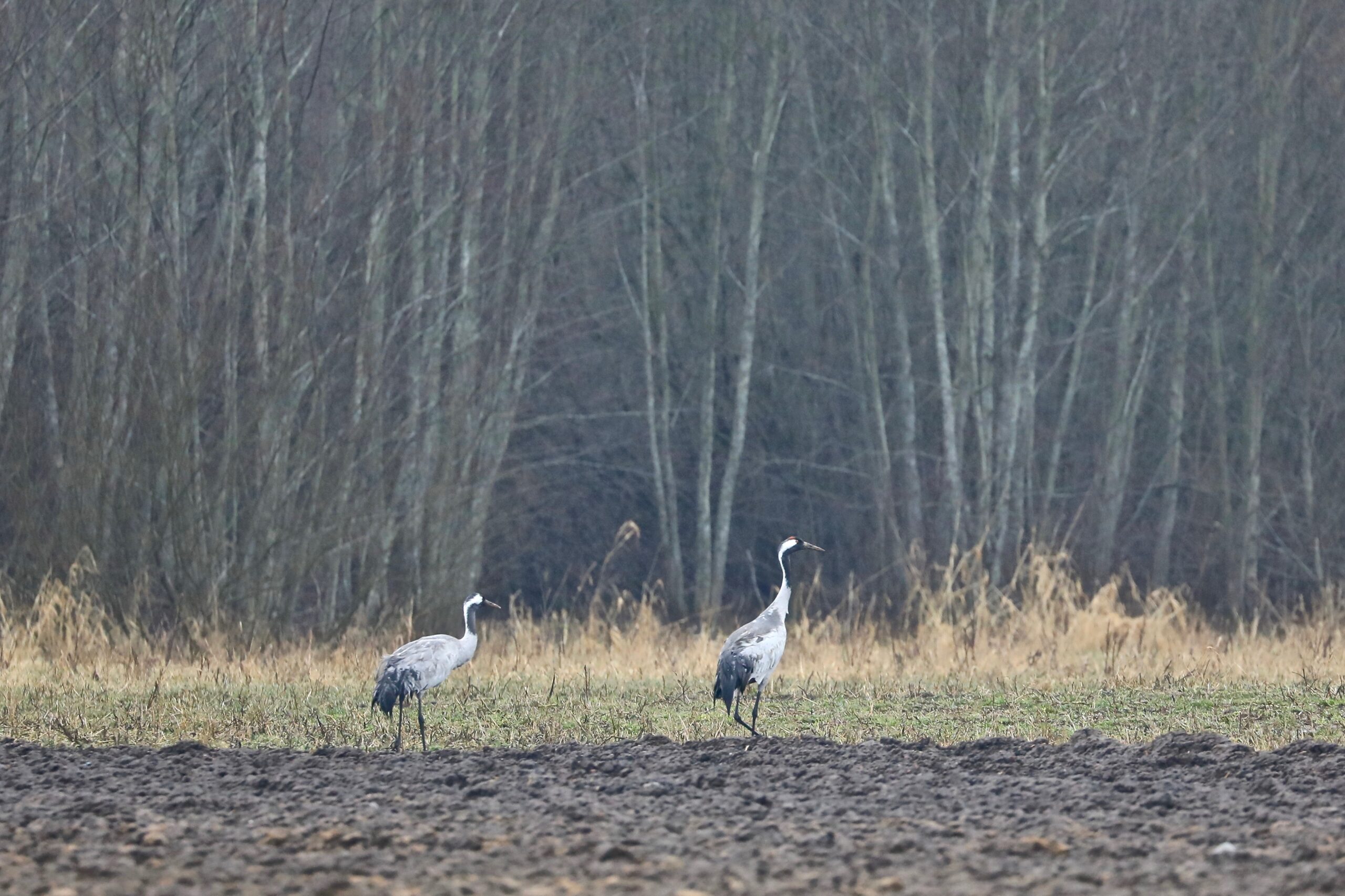 Sookured Sookured põllul