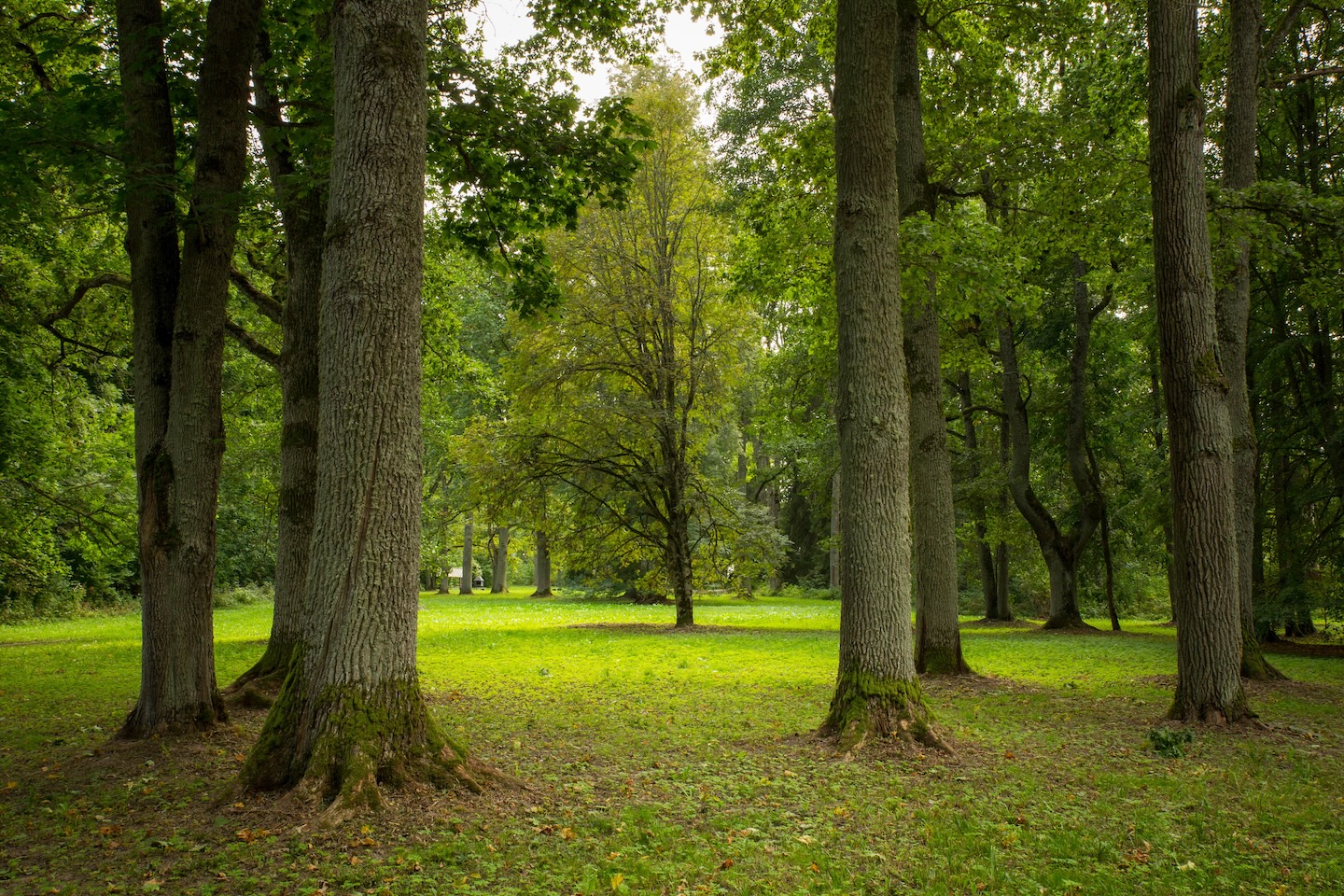 Elistvere lõkkekoht