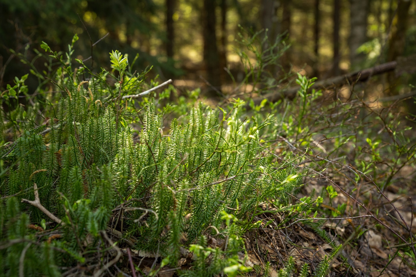 Harku metsa loodusrada (5,7 km)