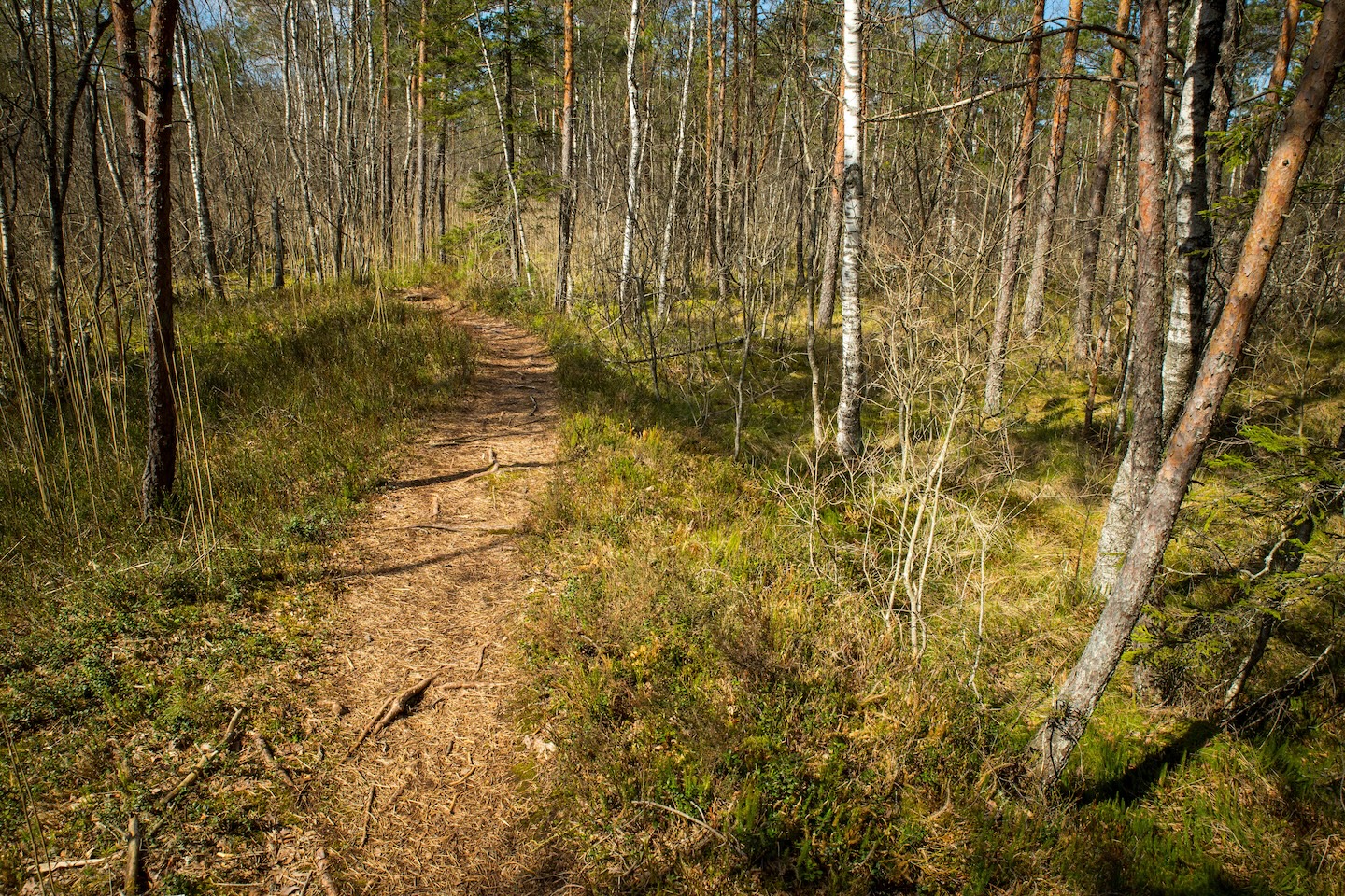 Harku metsa loodusrada (5,7 km)