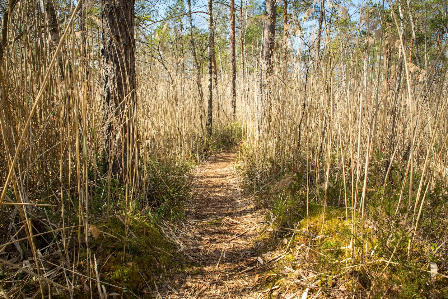 Harku metsa loodusrada (5,7 km)