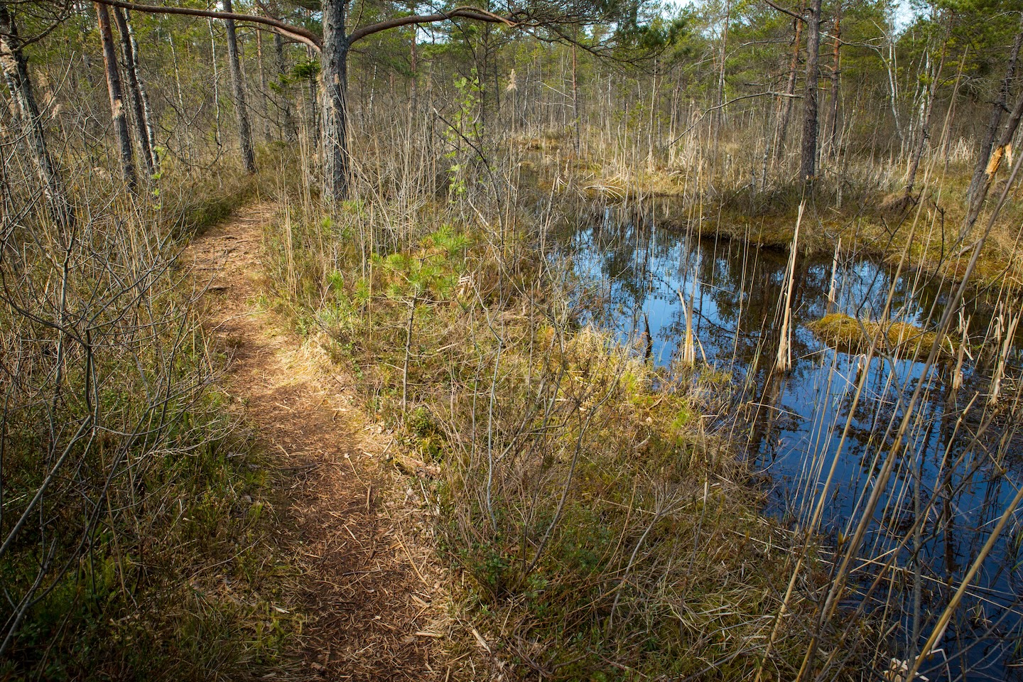 Harku metsa loodusrada (5,7 km)