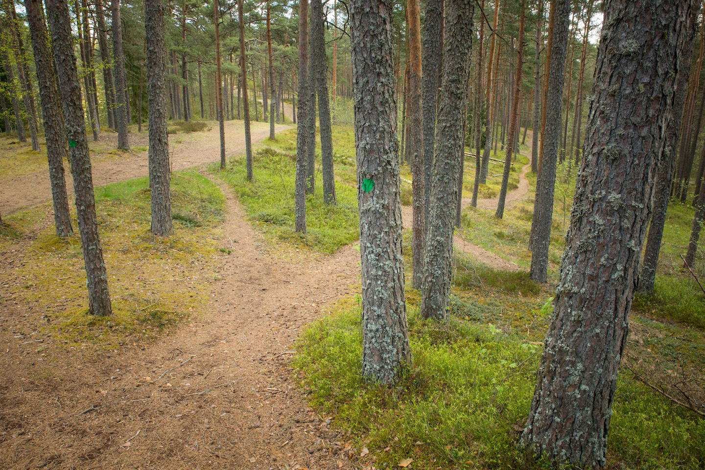 Harku metsa loodusrada (5,7 km)