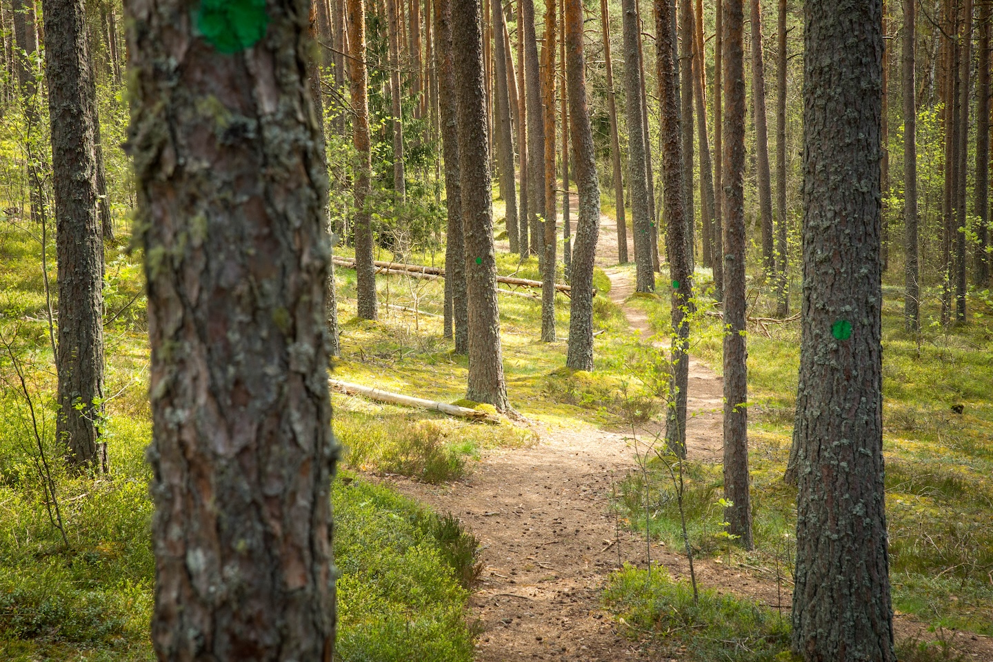 Harku metsa loodusrada (5,7 km)