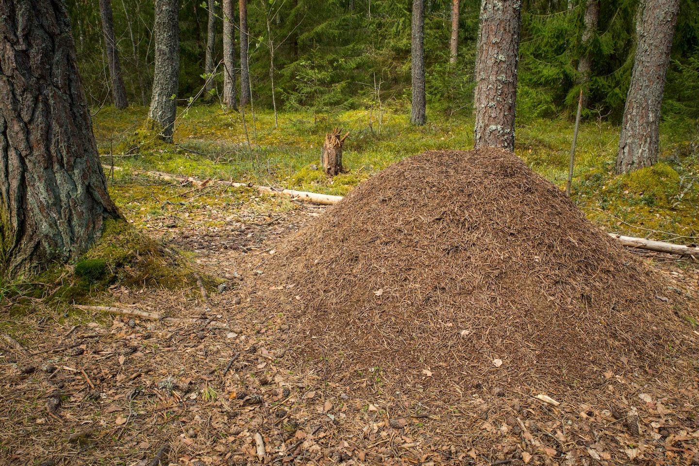 Harku metsa loodusrada (5,7 km)