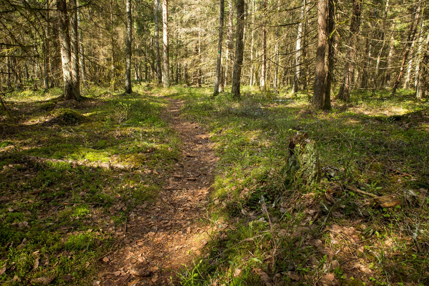 Harku metsa loodusrada (5,7 km)