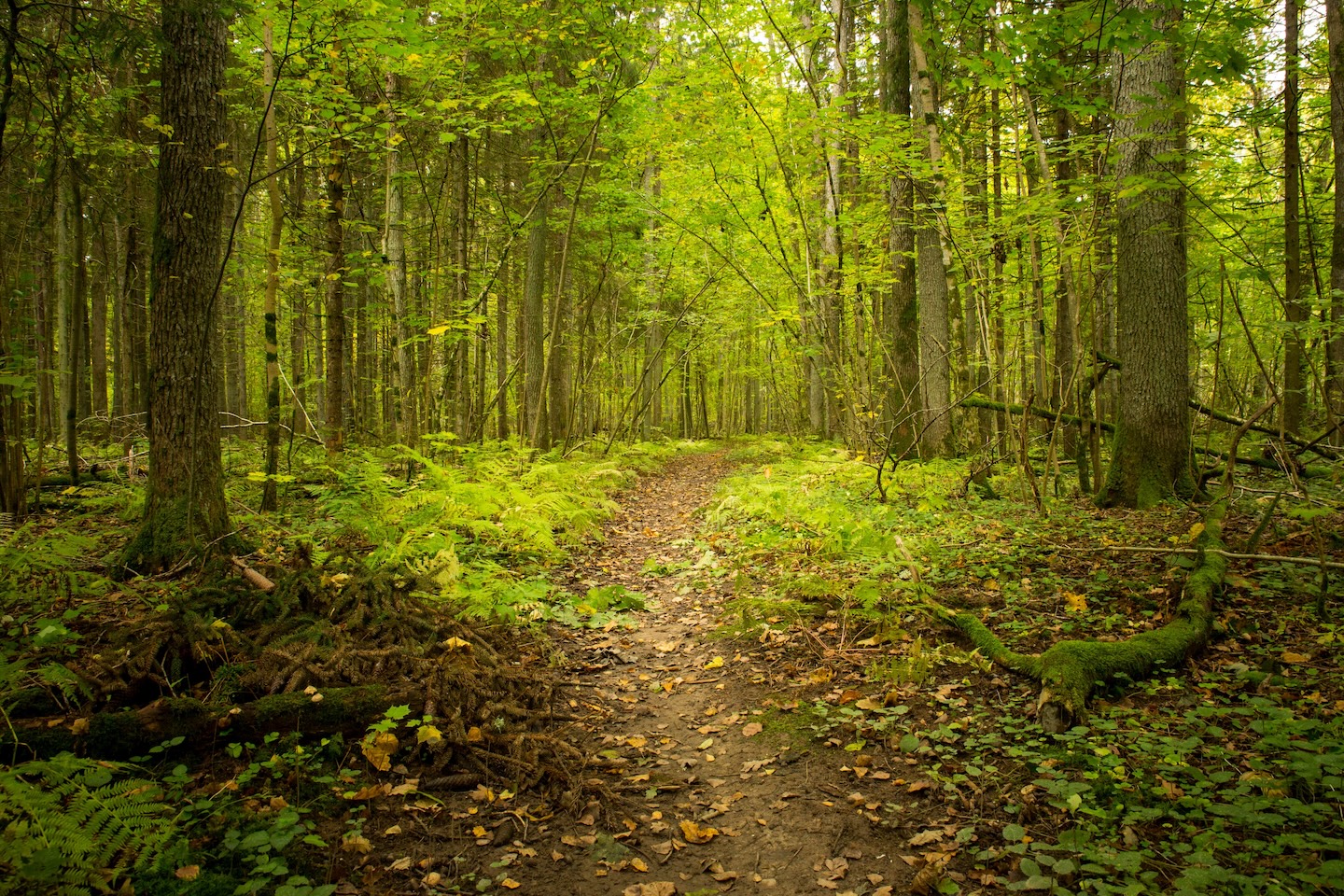 Heimtali õpperada  (2,5 km)