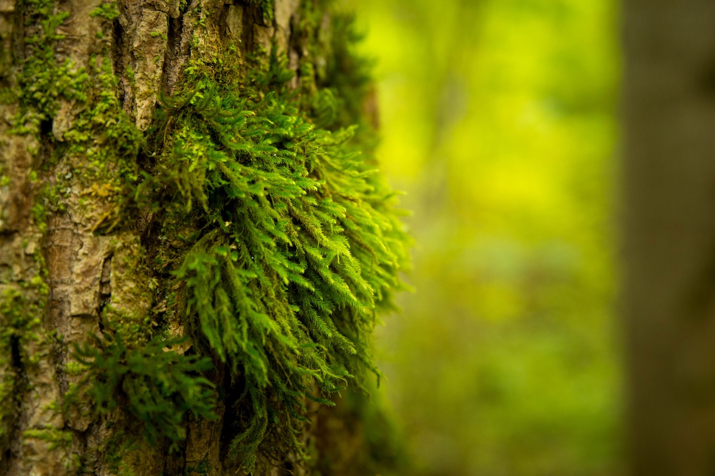 Heimtali õpperada  (2,5 km)