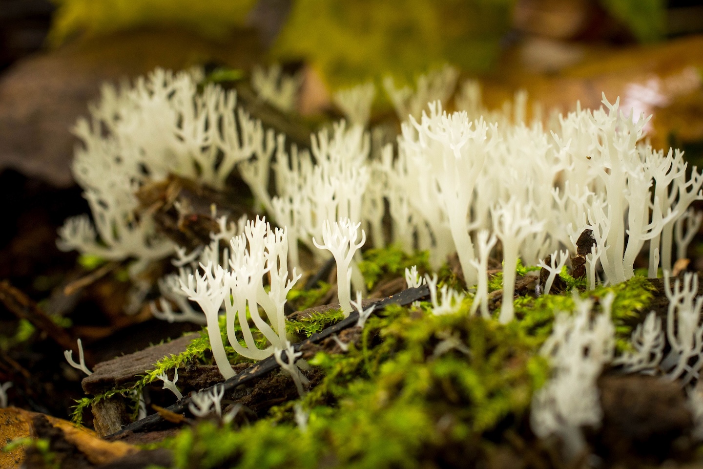 Heimtali õpperada  (2,5 km)