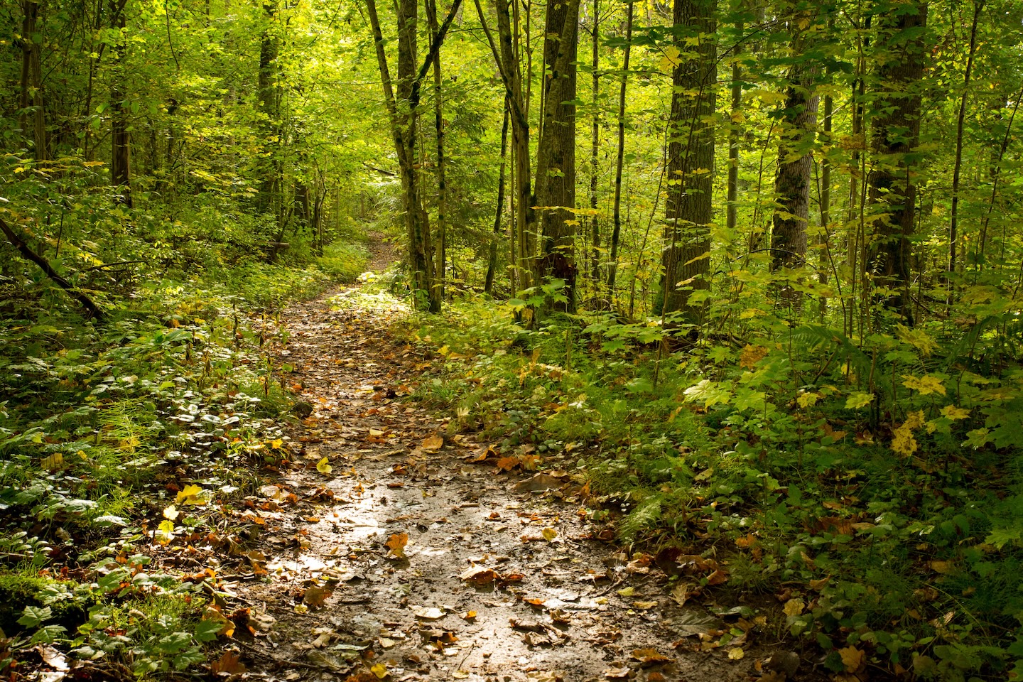 Heimtali õpperada  (2,5 km)