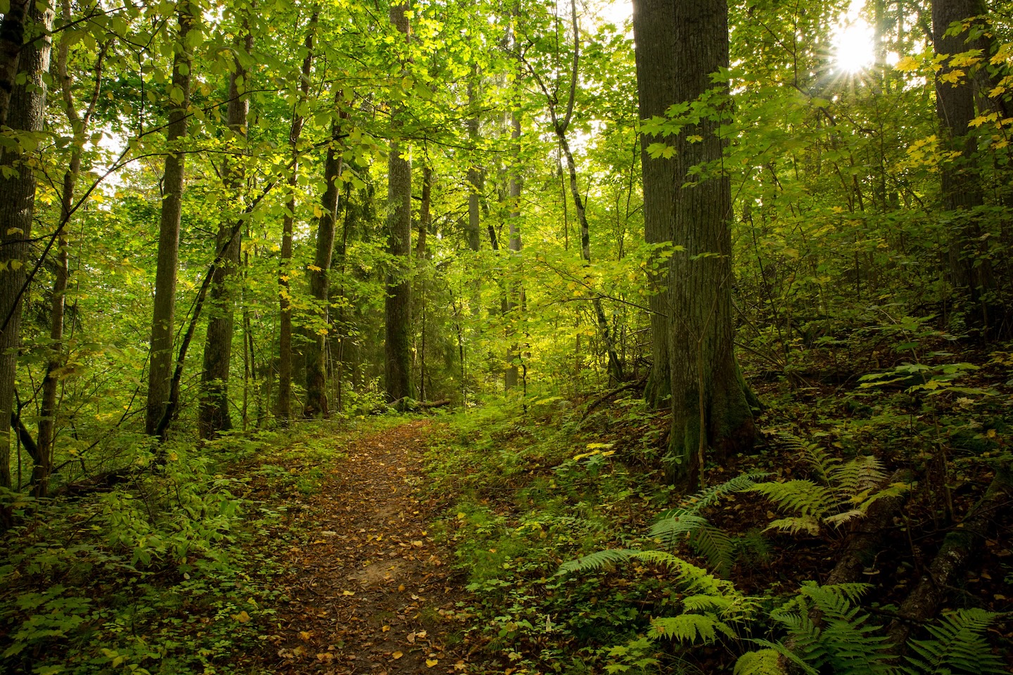 Heimtali õpperada  (2,5 km)