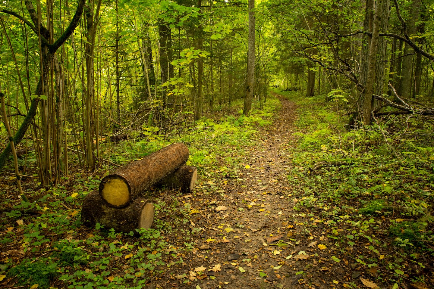Heimtali õpperada  (2,5 km)