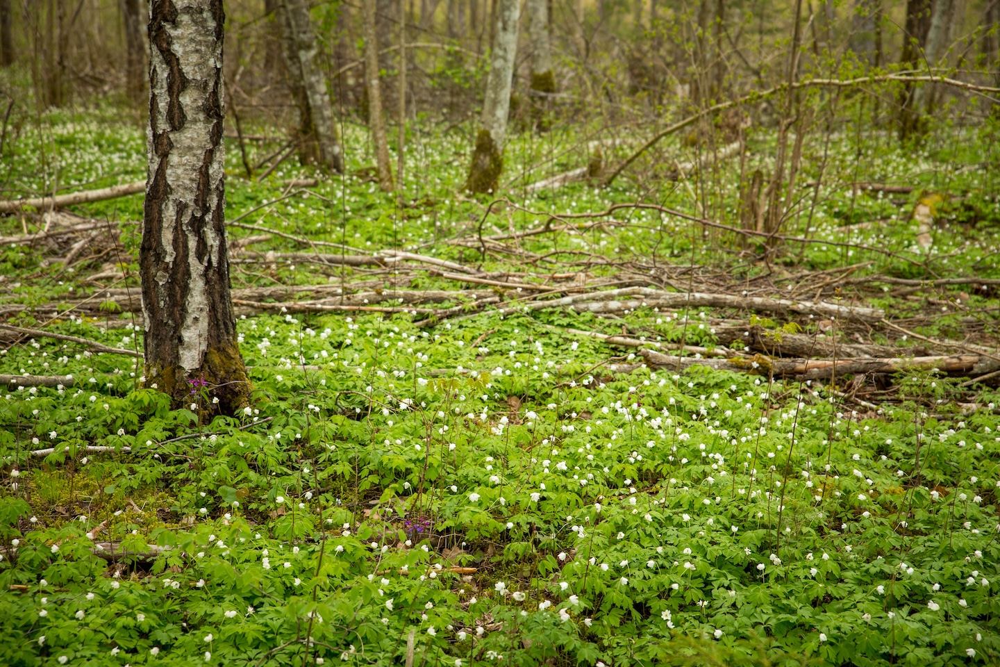 Järlepa campfire site