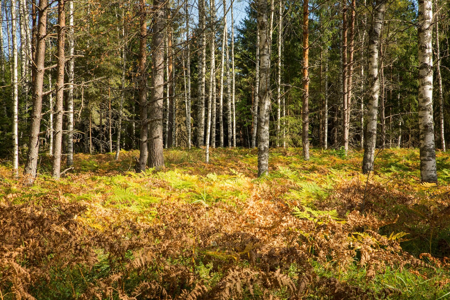 Kaiu rattarada (45 km)