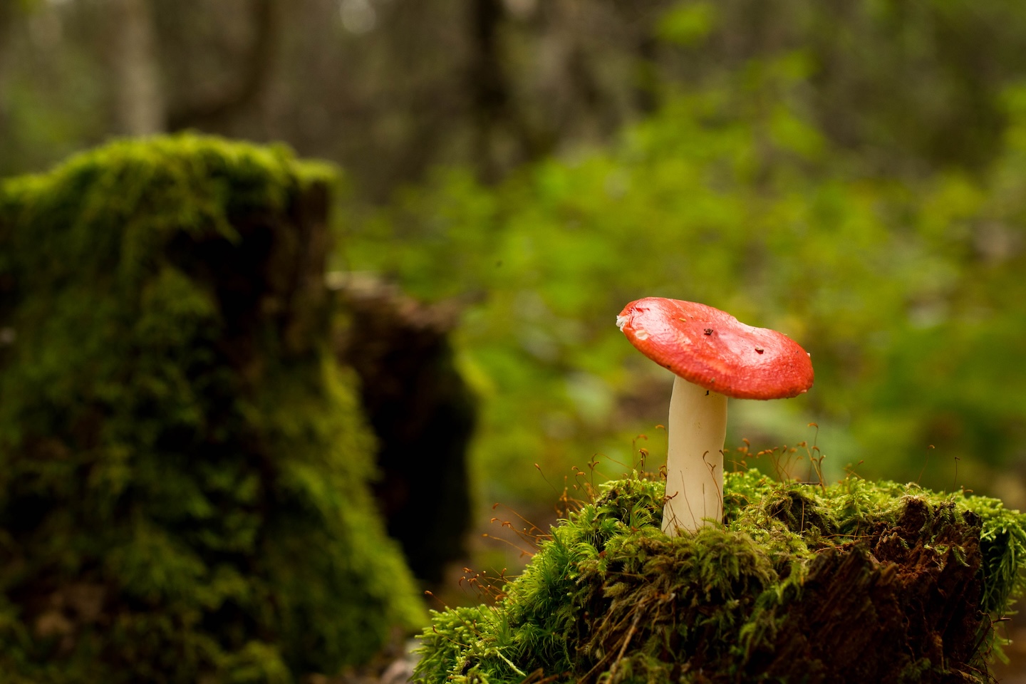 Kaiu rattarada (45 km)