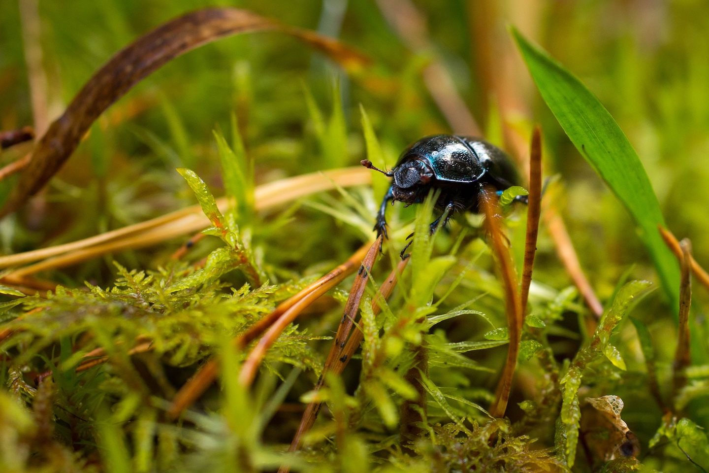 Kaiu rattarada (45 km)