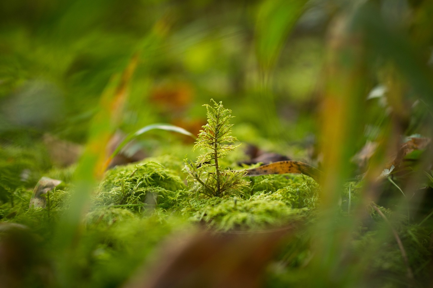 Kaiu rattarada (45 km)