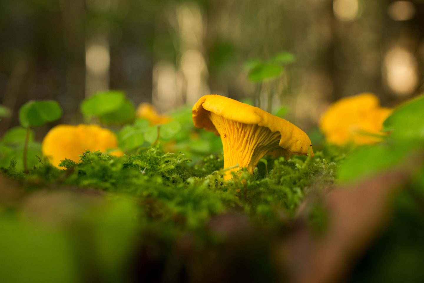 Kaiu rattarada (45 km)