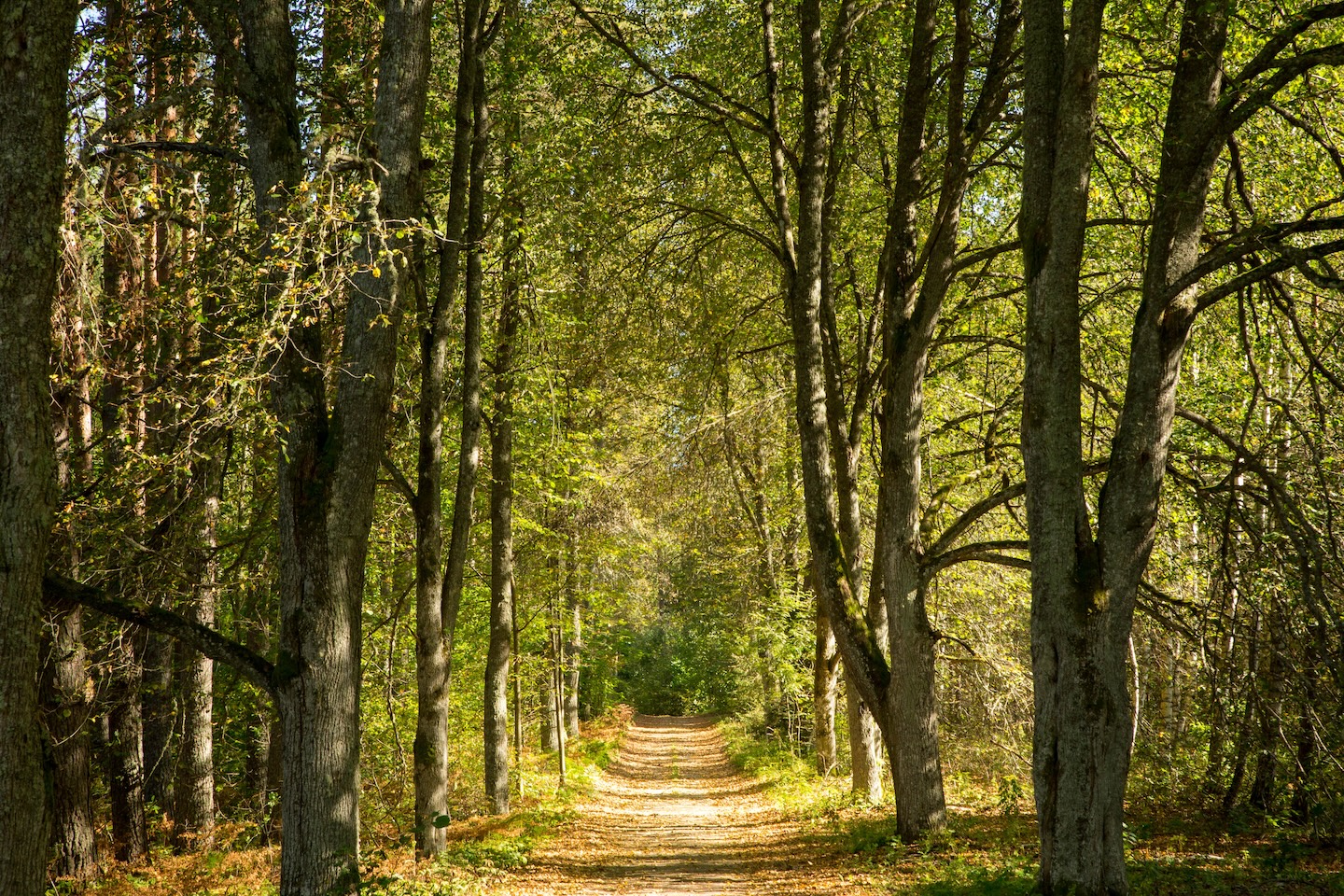 Kaiu rattarada (45 km)