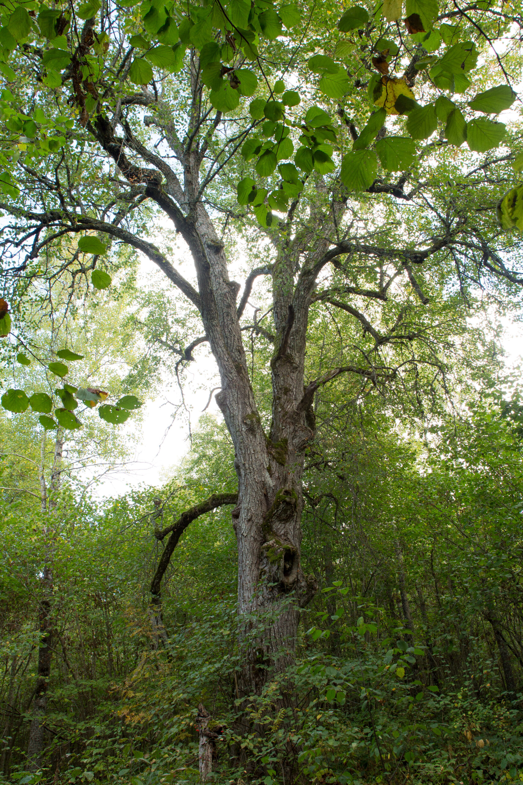 Karusselja puhkekoht