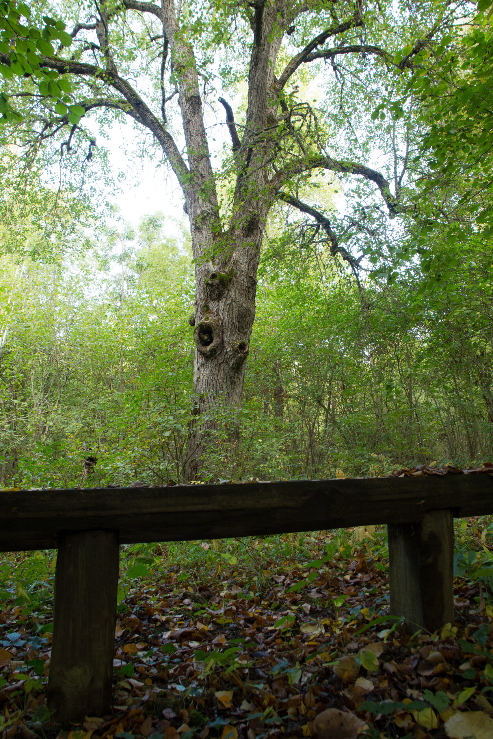 Karusselja puhkekoht