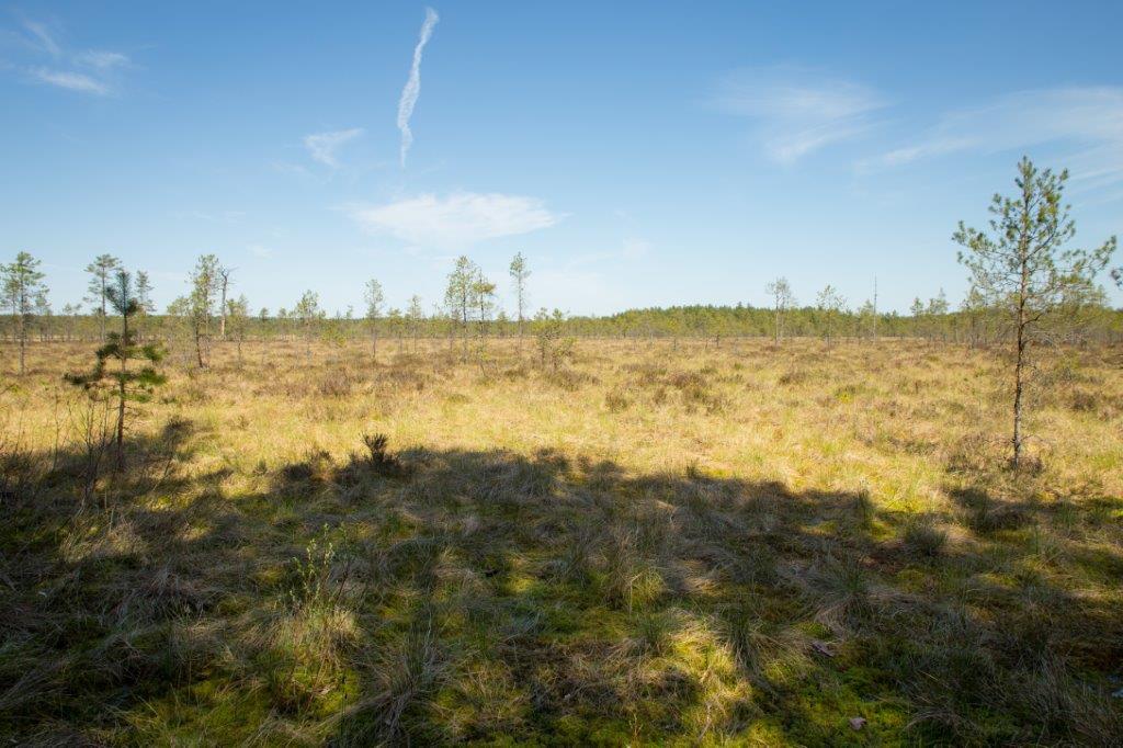 Katku lõkkekoht