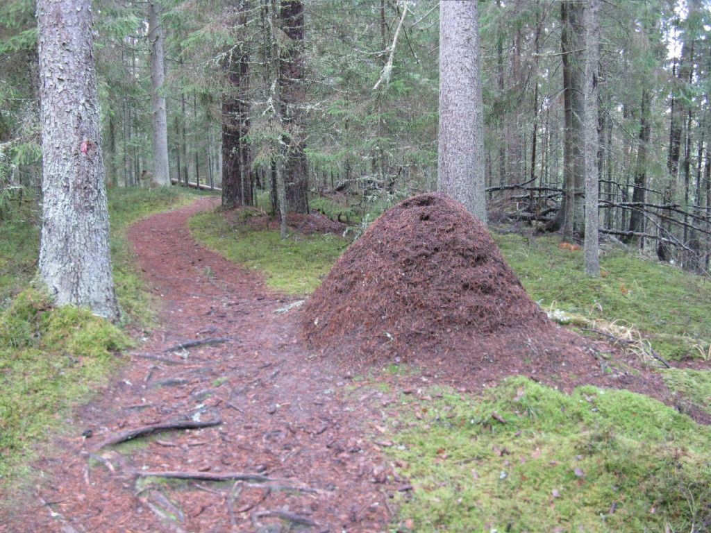 Kiidjärve-Taevaskoja-Kiidjärve hiking trail (11,8 km)