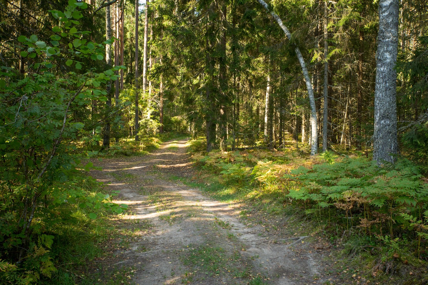 Kõrgekalda lõkkekoht