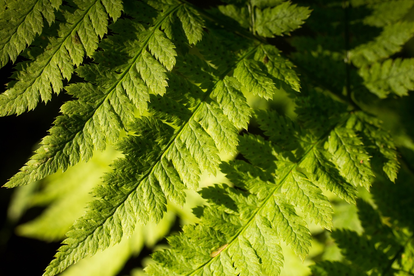 Kõrgekalda lõkkekoht