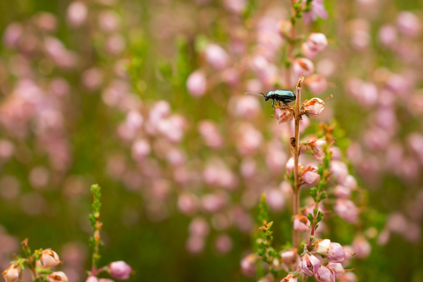Kõrgekalda lõkkekoht