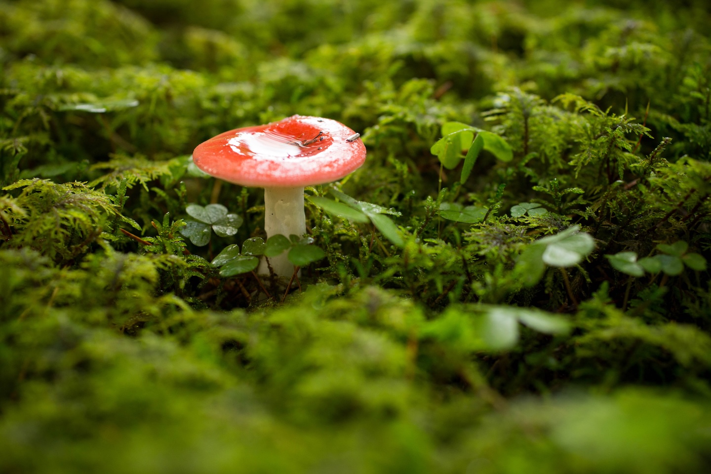 Kõrgekalda lõkkekoht