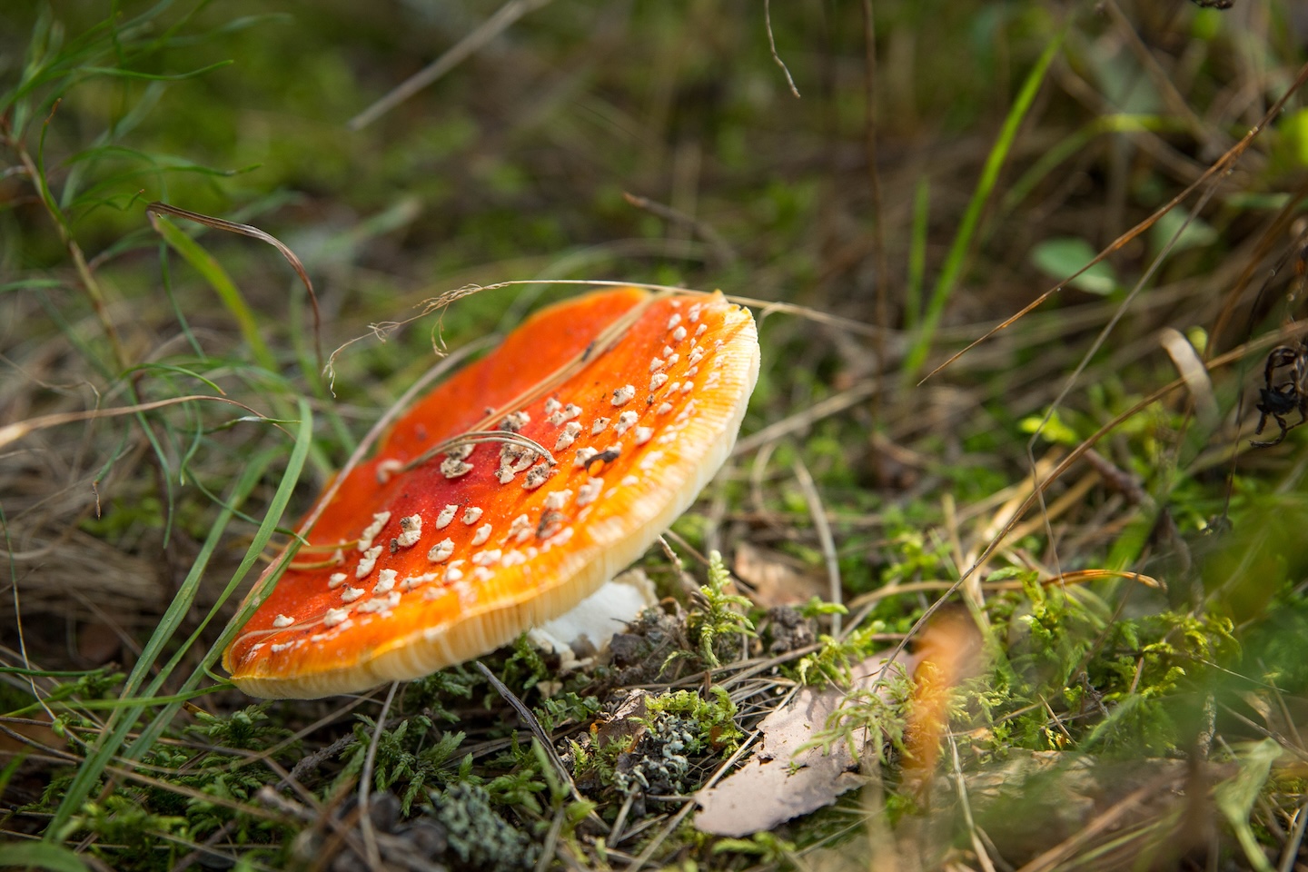 Kõrgekalda lõkkekoht