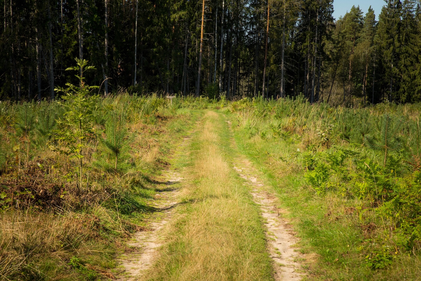 Kõrgekalda lõkkekoht