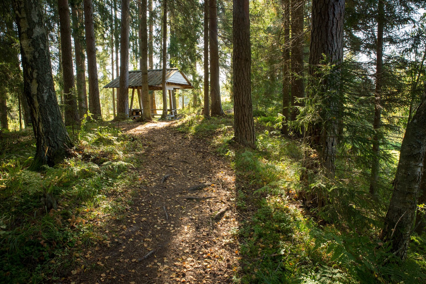 Kõrgekalda lõkkekoht