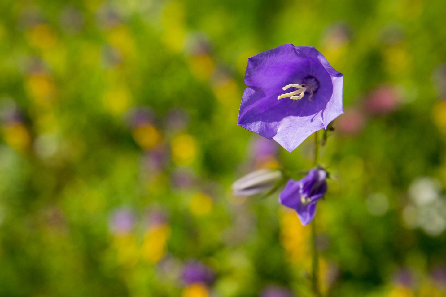 Kõrvetaguse lõkkekoht