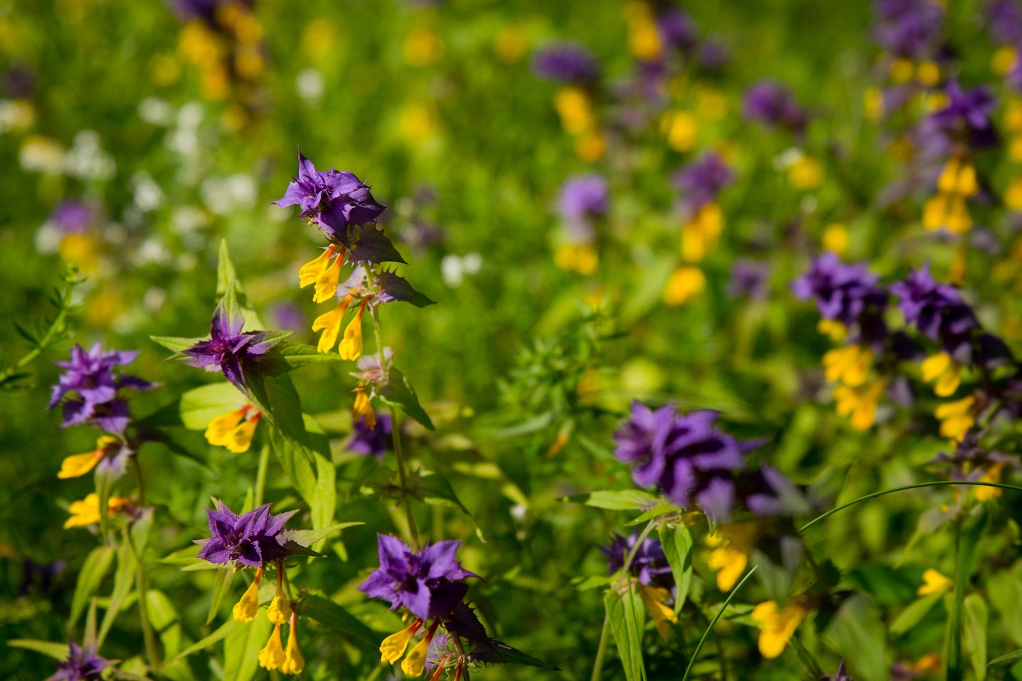 Kõrvetaguse lõkkekoht