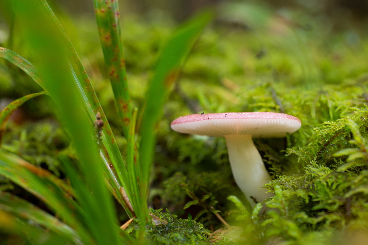 Koseveski rattarada (20 km)