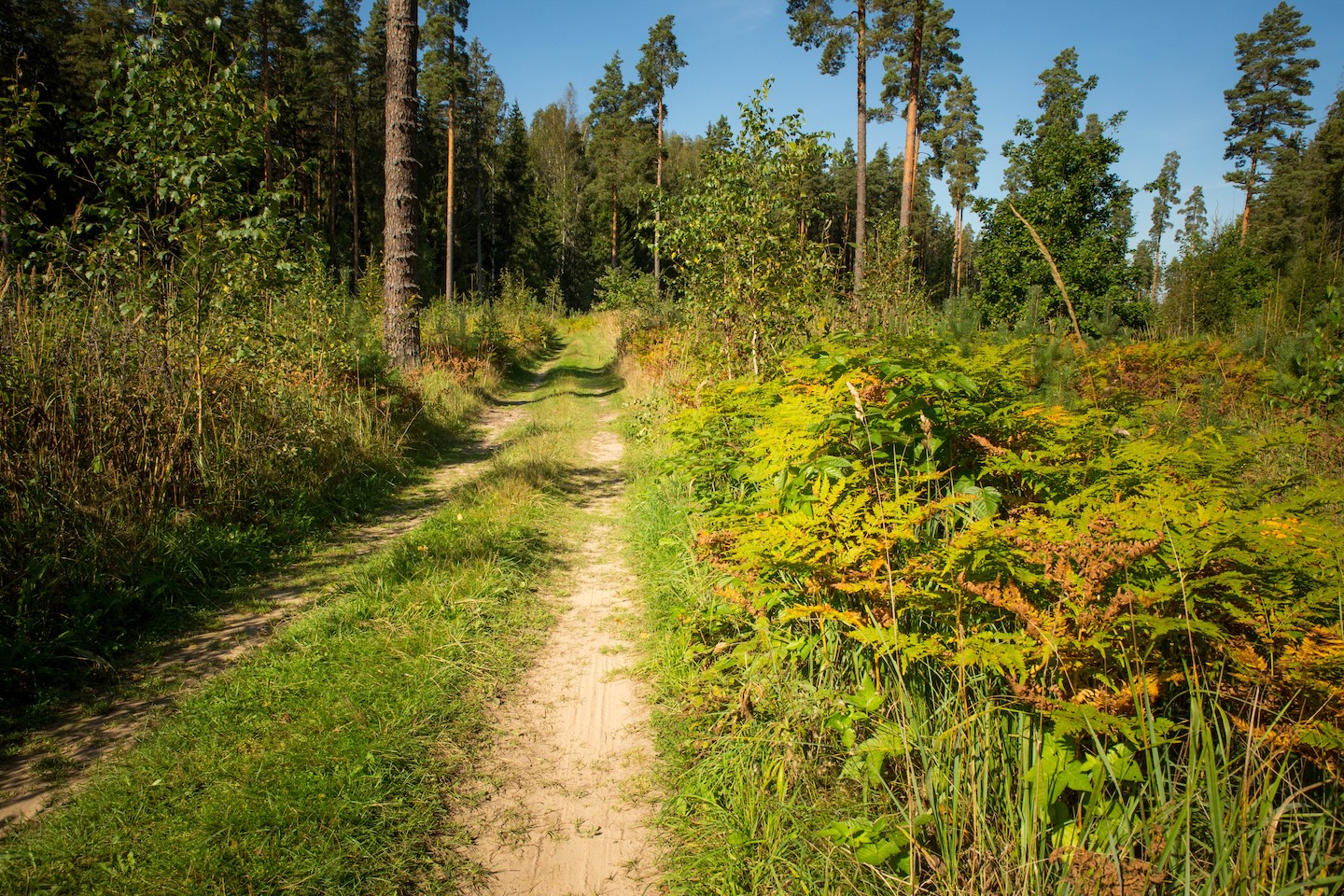 Koseveski rattarada (20 km)