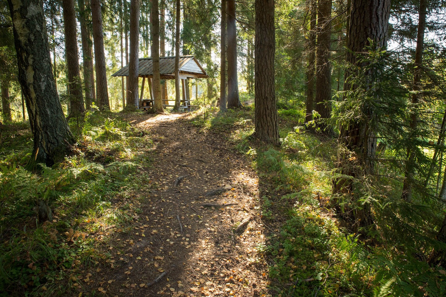 Koseveski rattarada (20 km)