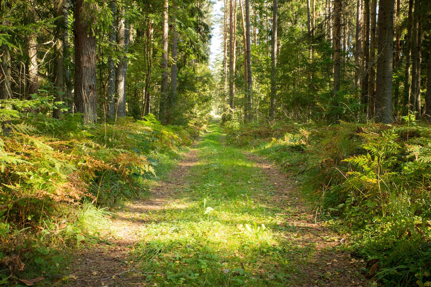 Koseveski rattarada (20 km)